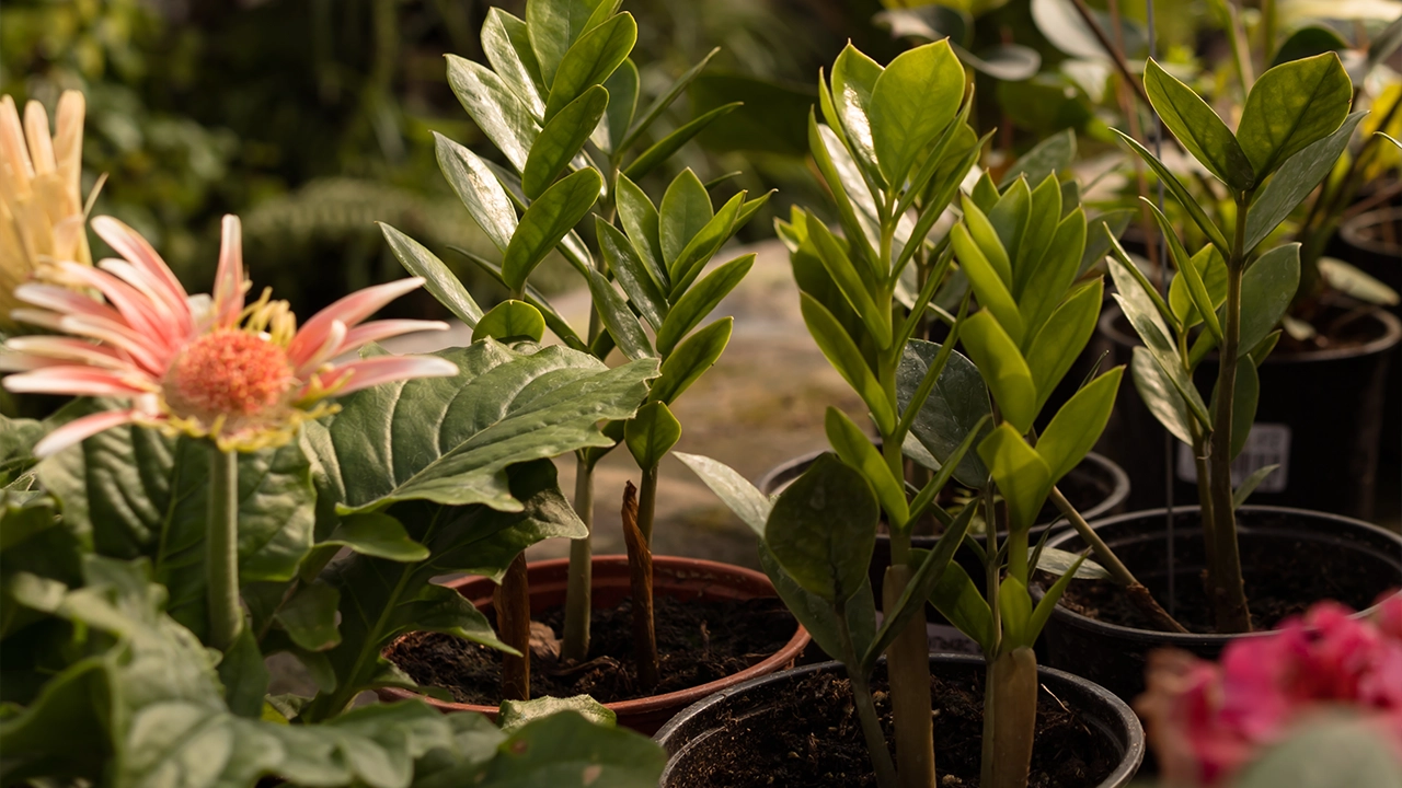 Quelles plantes privilégier pour recycler l’eau de pluie et enrichir son sol ?