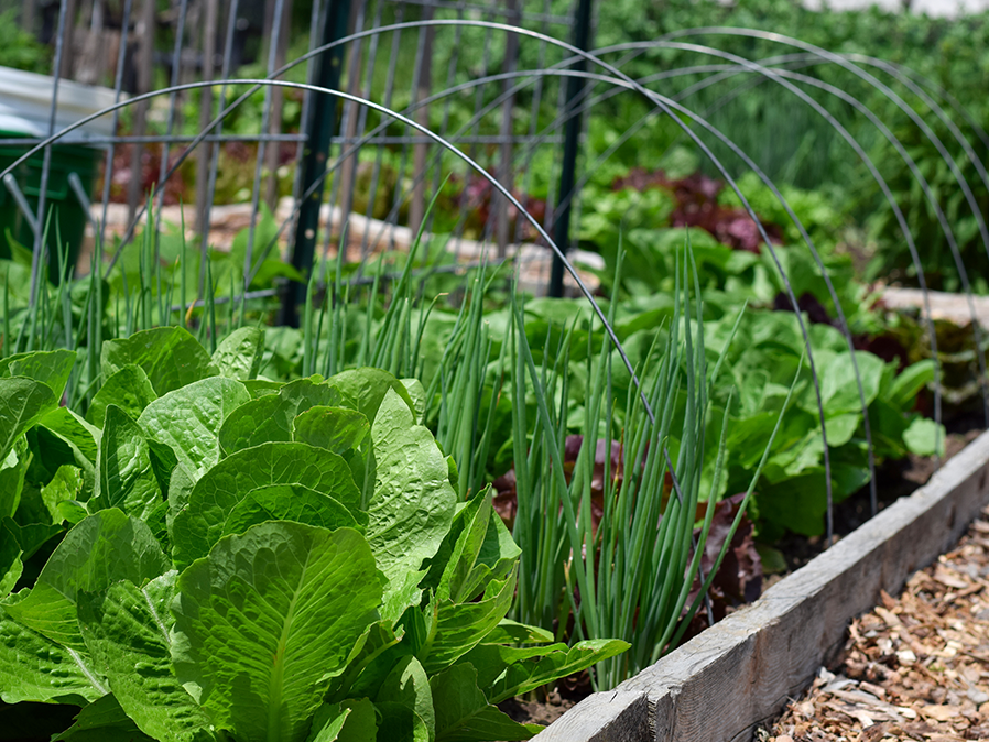 Booster votre potager avec l’eau de pluie : pourquoi choisir La Citerne Verte ?