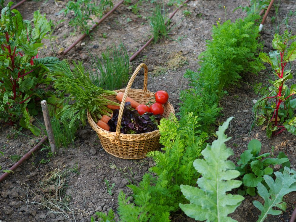 Adapter son potager à la sécheresse : le guide anti-canicule