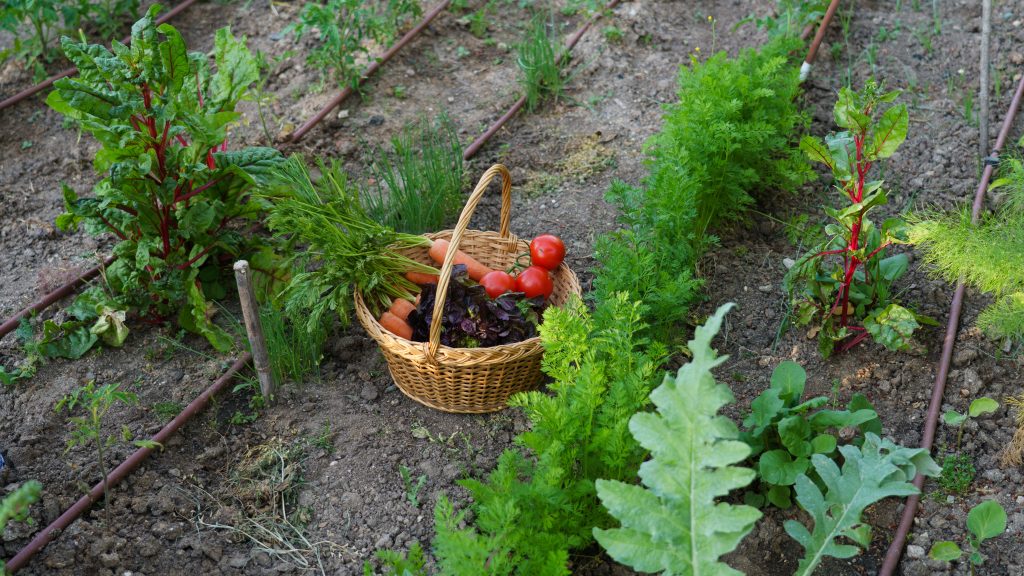 Adapter son potager face à la canicule - La Citerne Verte