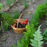 Adapter son potager face à la canicule - La Citerne Verte